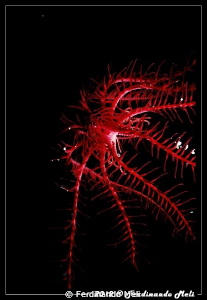 Crinoid (Antedon mediterranea). by Ferdinando Meli 